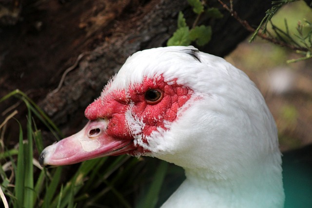 外媒：马拉多纳的宝马i8进行拍卖，起拍价1万欧元